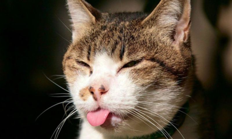 Copycat: Youtube dacht dat spinnende kat auteursrecht schond