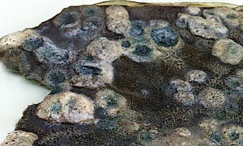 Bont gemaakt van schimmel