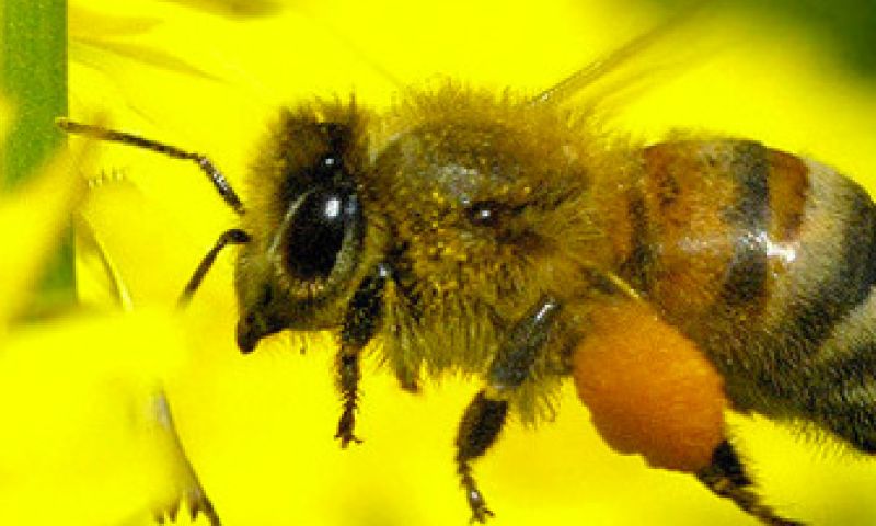 Architectuur voor bijen