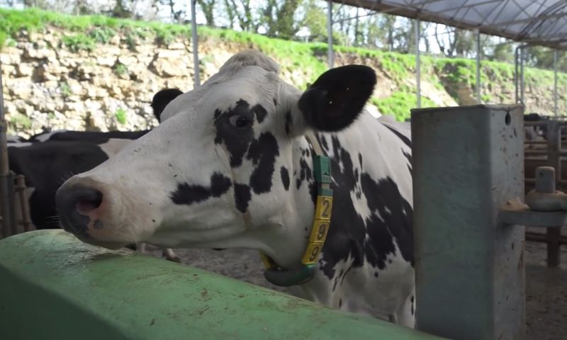 Koeien 5G gezondheid melk robot machine sensoren