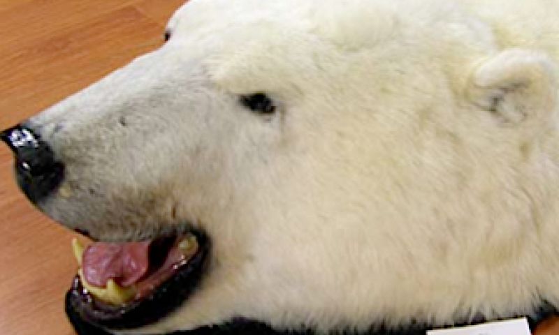 Internet bedreigt bedreigde diersoorten