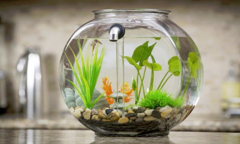 Deze vissenkom op Kickstarter reinigt zichzelf