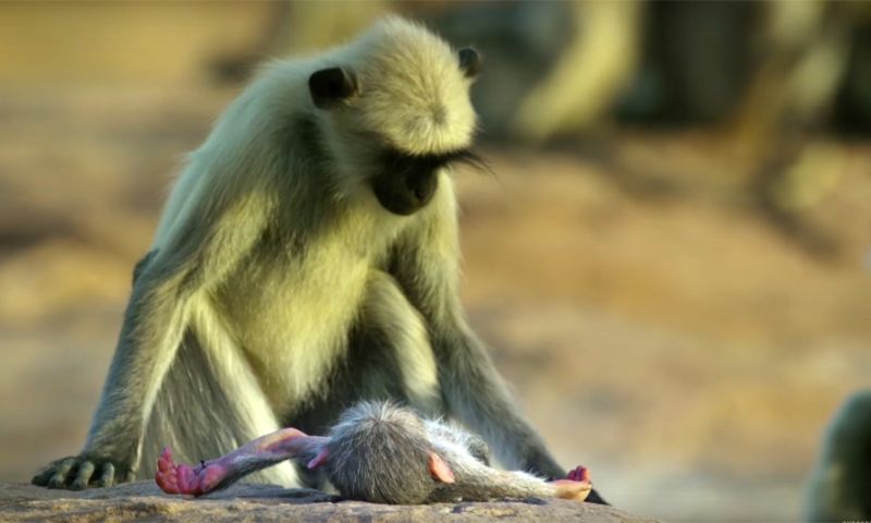 Video: Apen rouwen om dood robotvriendje