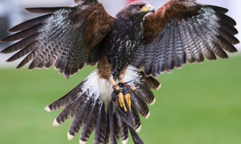 Politie traint roofvogels om drones neer te halen