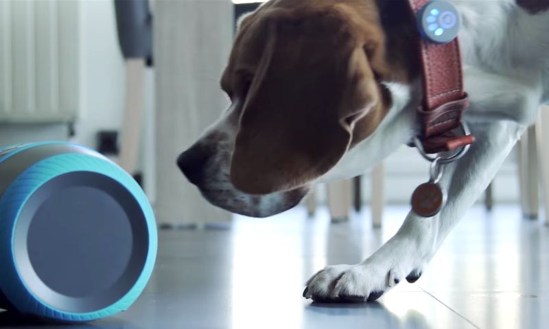 Robotje laat je op afstand tegen je hond praten