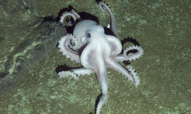 Nieuwe onderwaterwereld Antarctica