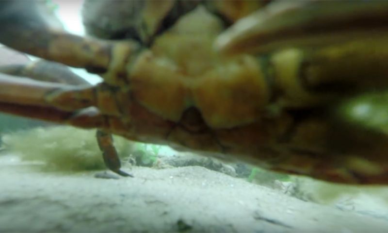 Video: Opgeviste GoPro toont vloggende krab