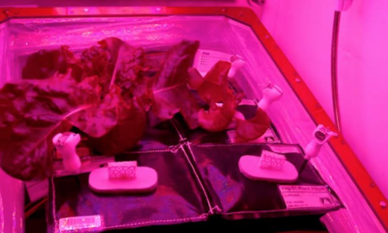 Space-sla: astronauten eten voor het eerst in ruimte verbouwde groente