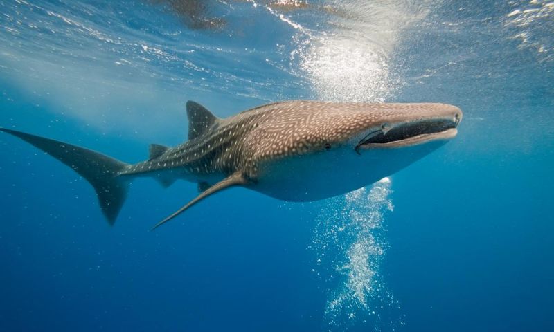 Leeftijd walvishaai nu bekend door atoomproeven