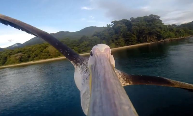 GoPro op een pelikaan