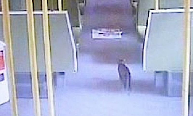 Treinreizende kat herenigd met eigenaar via Twitter