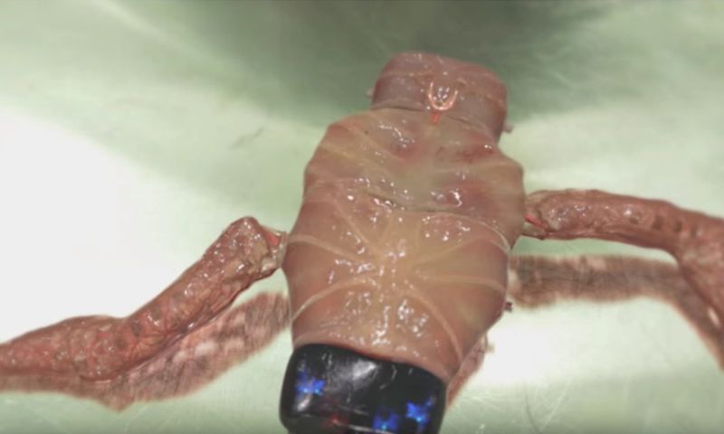 Video: Een modulair lichaam oogt zo eng als het klinkt