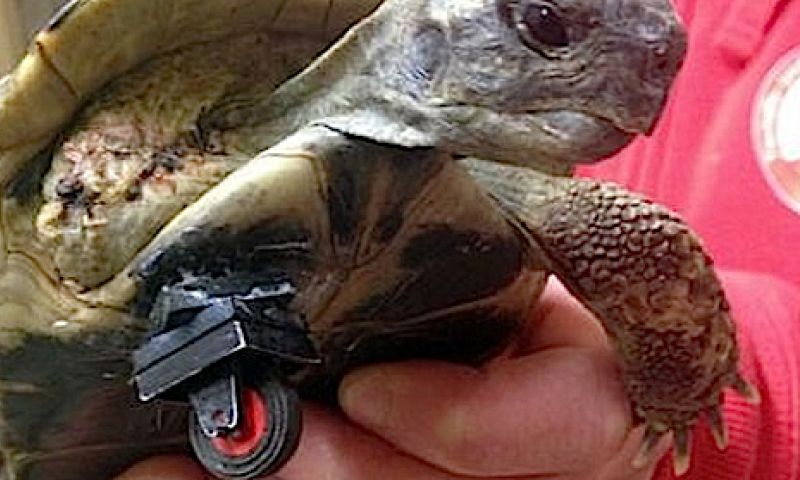 Schildpad beweegt weer dankzij een poot van Lego