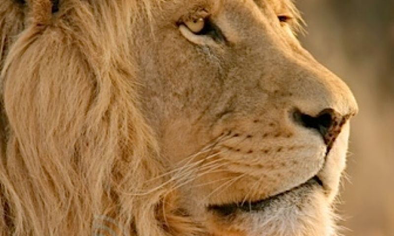 Mac OS X Lion vandaag in de App Store