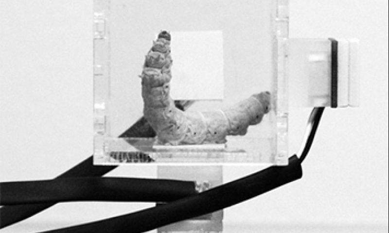 Toekomst van 3d-printen begint bij de zijderups