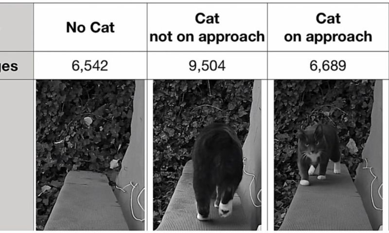 Amazon-medewerker maakt slim kattenluik tegen dode vogels