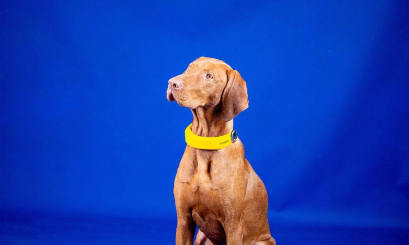 Invoxia smart collar slimme halsband honden fitness beweging gezondheid