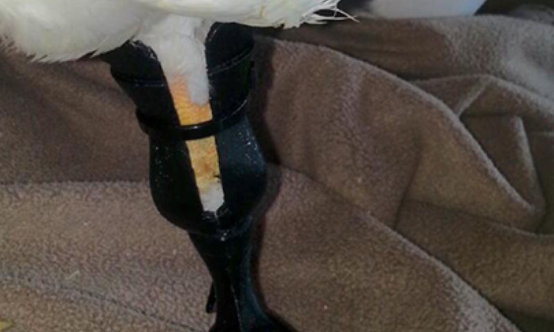 12 dieren die zijn gered dankzij de 3D-printer