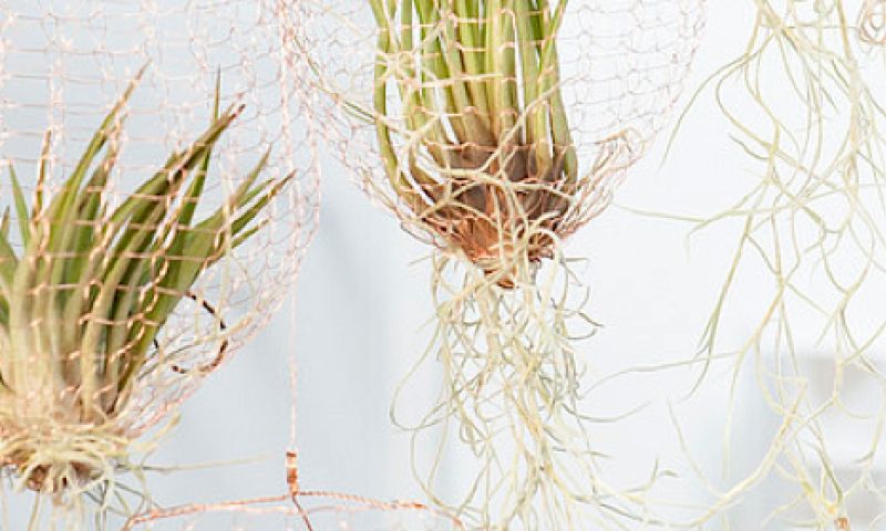 Dit plantje overleeft je vakantie wel