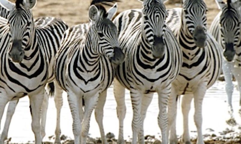 Barcodescanner voor zebra’s