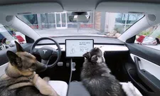Thumbnail for article: Tesla's nieuwe hondenmodus houdt viervoeters veilig