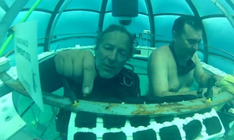 Italiaans duikbedrijf kweekt aardbeien op zeebodem