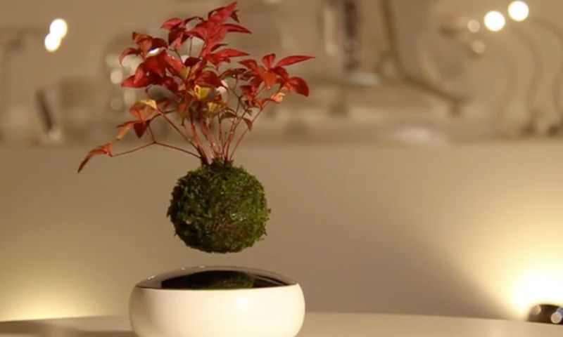 Dit Bonsai-boompje zweeft boven je bureau