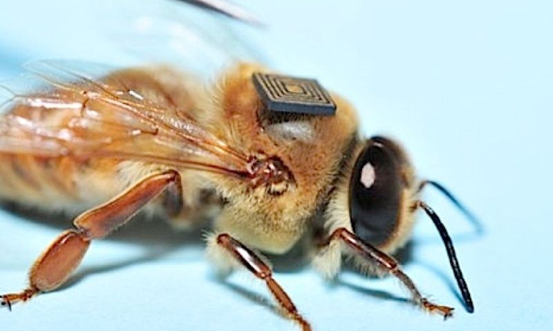Bijentrackers helpen mysterie bijensterfte te ontrafelen