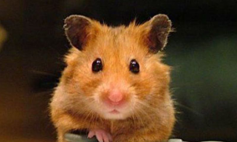 De vierletterige .com-domeinen zijn op