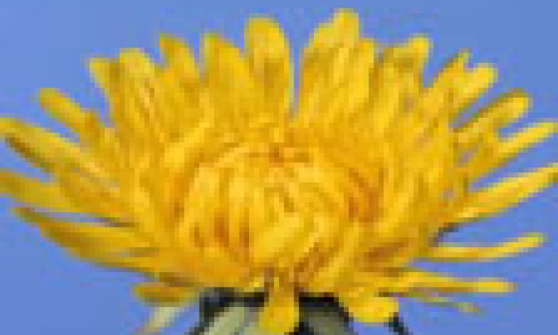 Paardenbloem time lapse