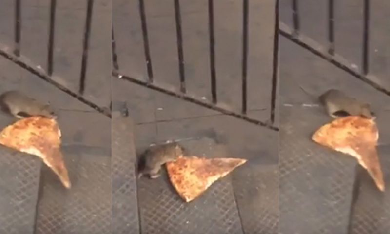 Hoe #pizzarat een cashcow werd voor de viralhunters van Jukin