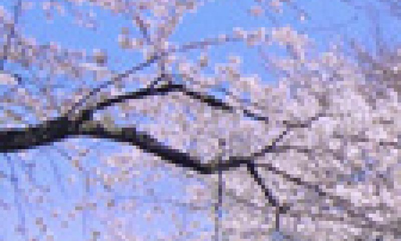 Sharp brengt eerste 8K-tv op de markt en hij is duur