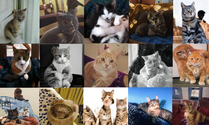 Deze kattenfoto's gemaakt met AI zijn nog niet levensecht