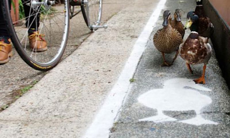 Oppassen voor het eendenpad