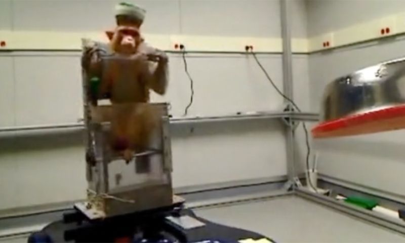 Aap kan rolstoel besturen met zijn hersenen