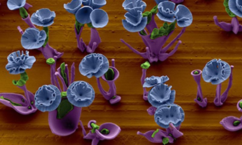 Een nanotuin die op een cent past 