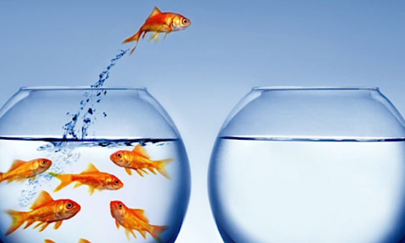 Goudvis herkent verschillende muziekstromingen