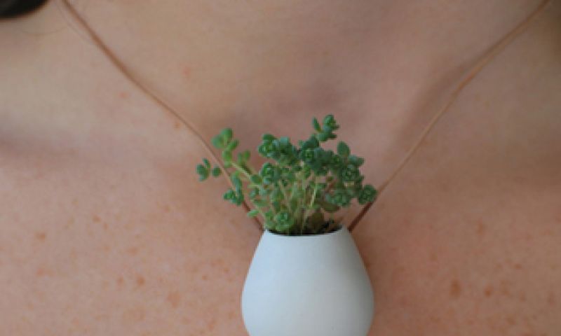 Een juweel van een plant