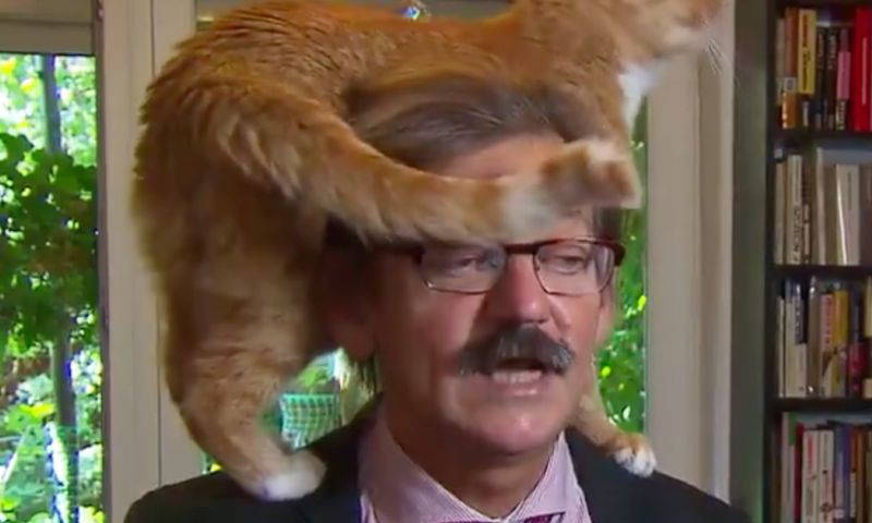 Nederlands kat-op-hoofd-filmpje gaat de wereld over