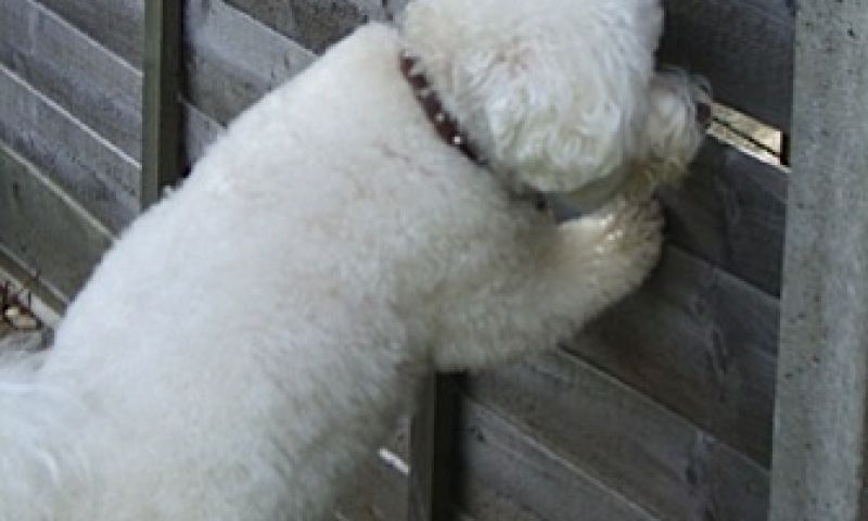 Luister naar het vogeltje