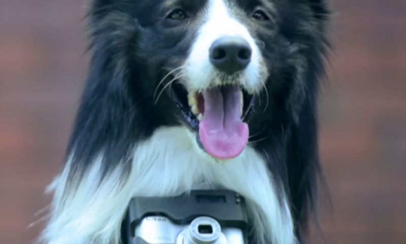 Nikon wil dat je hond foto's gaat maken