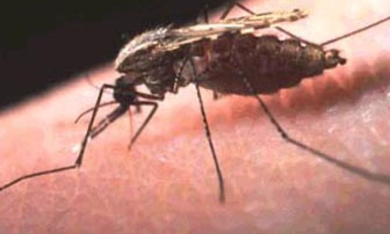 VN zet sociale media in tegen malaria