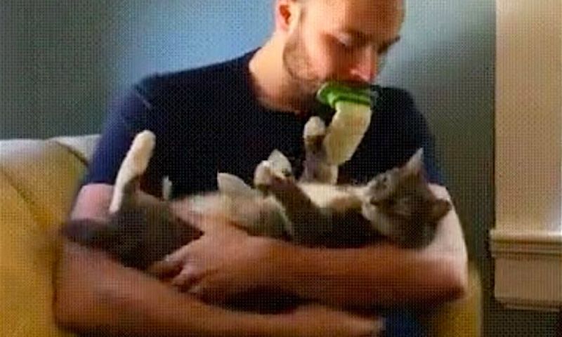 Commentaar: viral kattenspeeltje Licki Brush gaat te ver