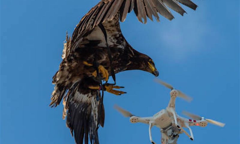 Eerste zeearenden getraind om drones uit de lucht te halen