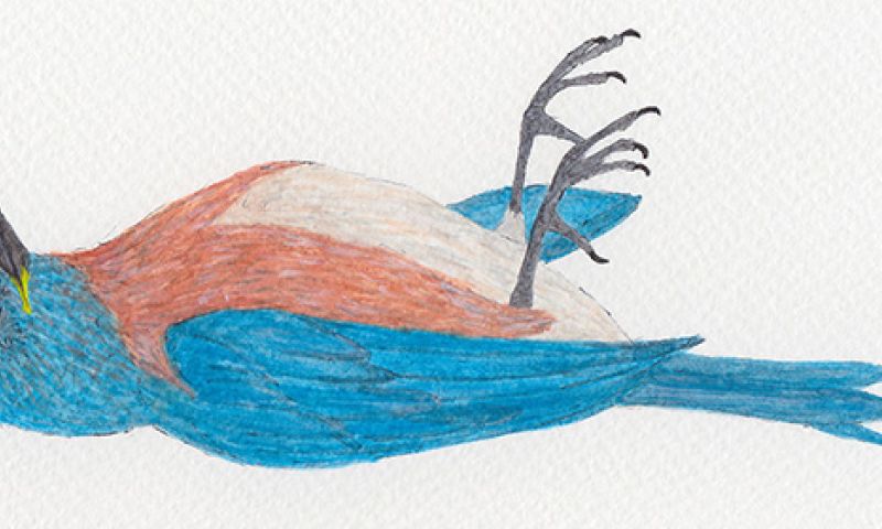 Bright Ideas 031: Twitters teloorgang (en hoe het tij te keren)