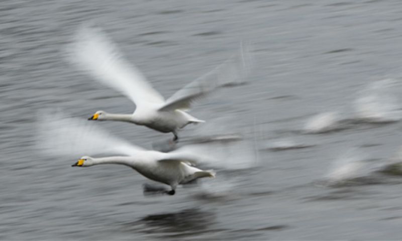 Stabielere dronebeelden dankzij onderzoek naar zwanen