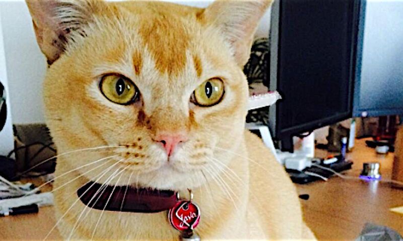 Tienduizenden huisdieren dragen een stappenteller