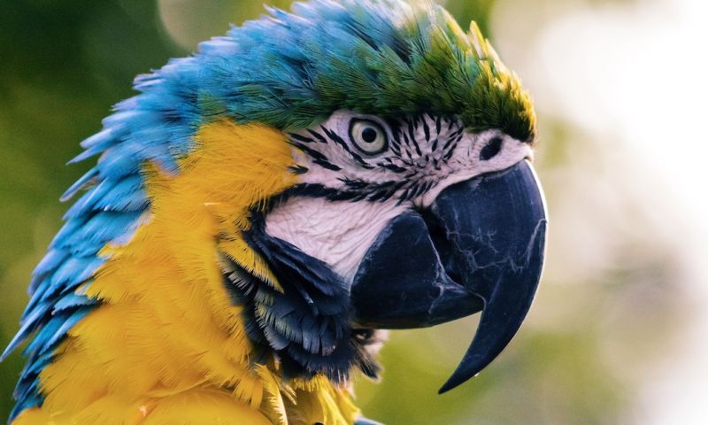 Onderzoek: eenzame papegaaien videobellen graag