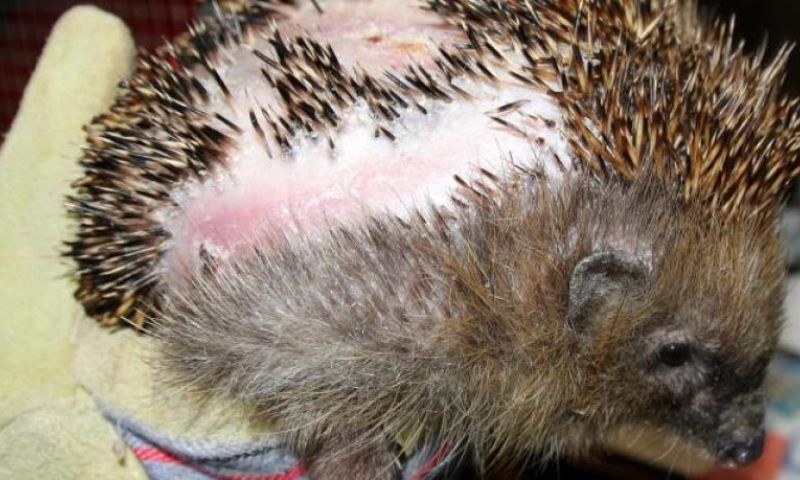 © Tierschutzverein München/Egelwerkgroep Nederland