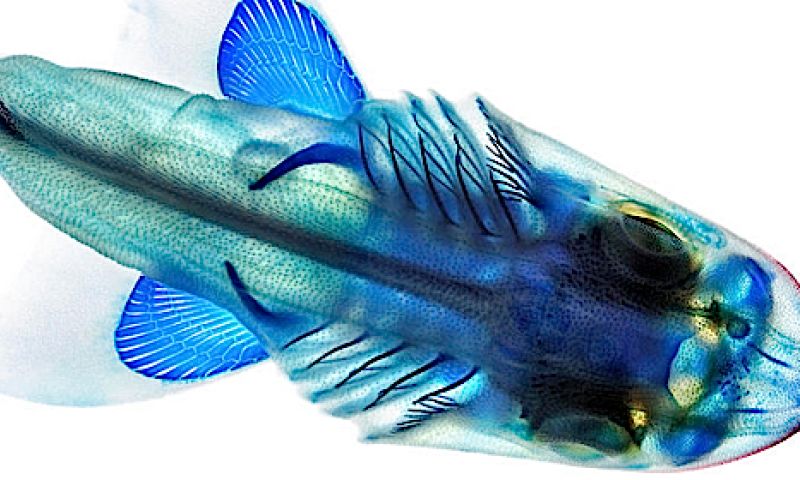 Zo mooi is het binnenin een vis